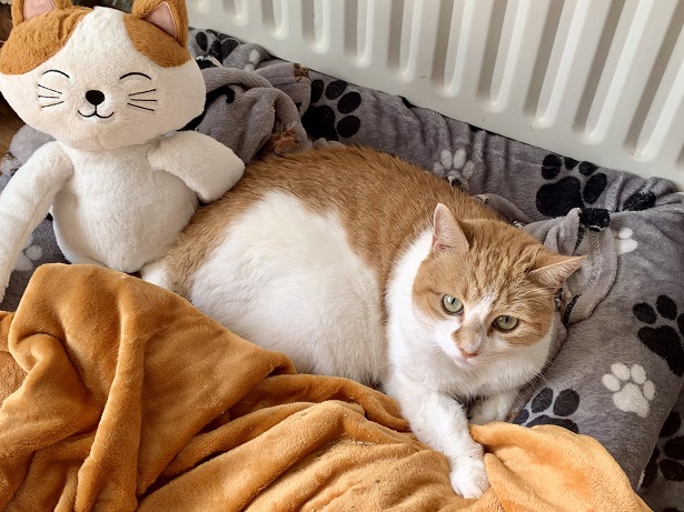 orng cat doll.jpg