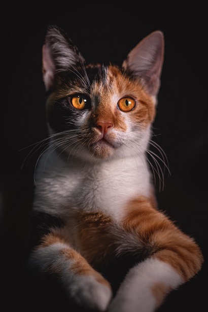 orng cat eyes.jpg