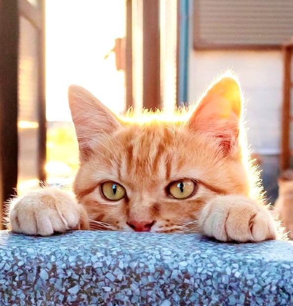 orng cat face.jpg
