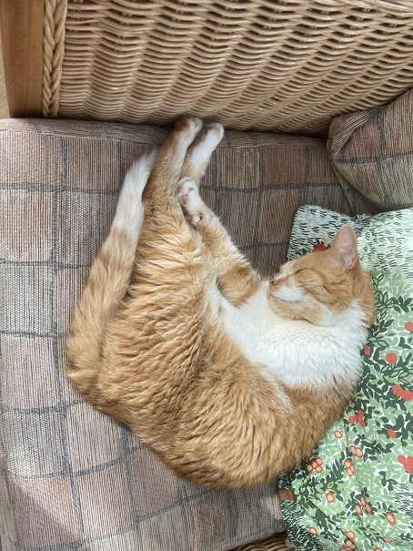 orng cat.jpg