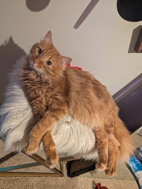 orng cat.jpg