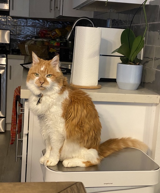 orng cat kitchen.jpg