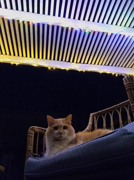 orng cat lights.jpg