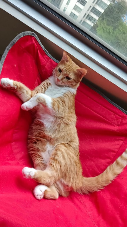 orng cat lounge.jpg
