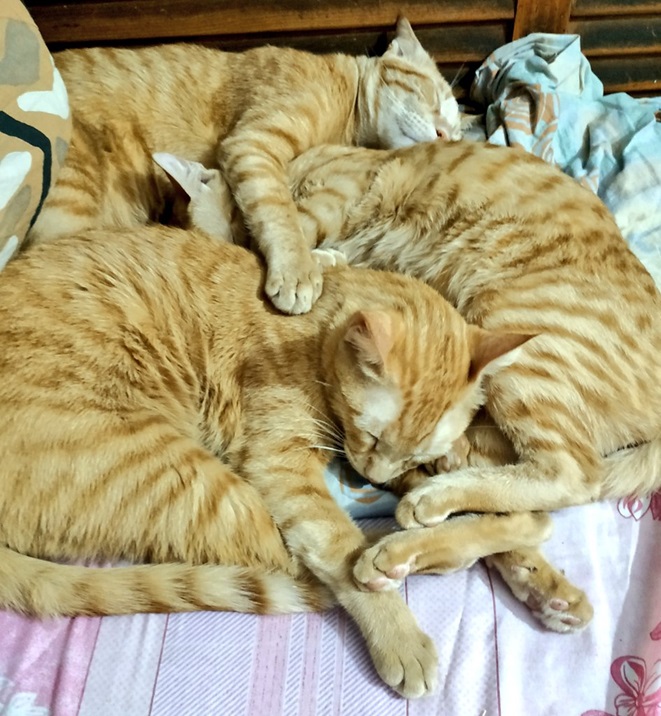 orng cat pile.jpg