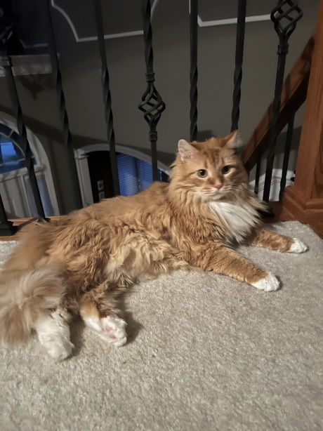 orng cat railing.jpg