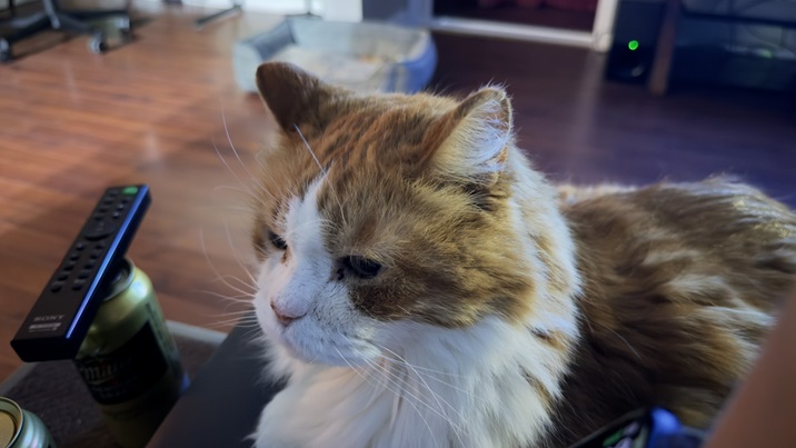 orng cat remote.jpg
