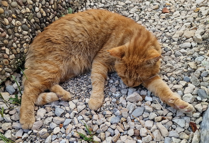 orng cat rocks.jpg