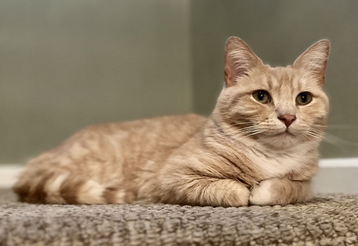 orng cat rug.jpg