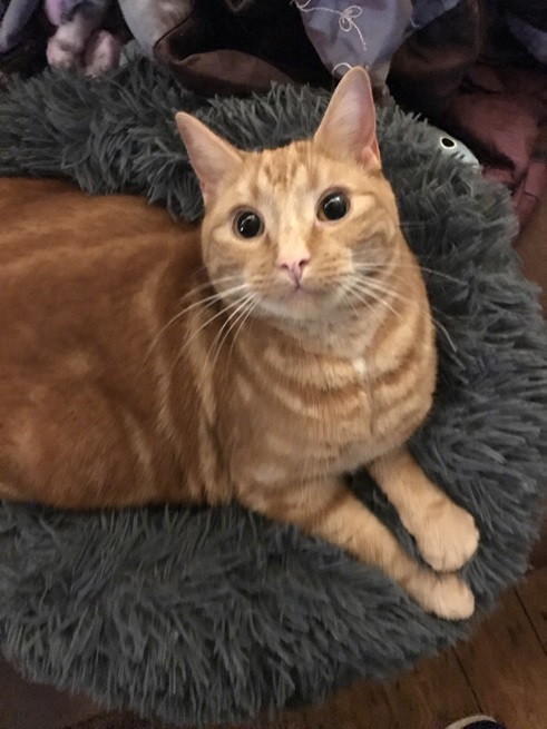 orng cat rug.jpg
