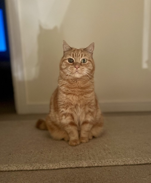orng cat screen.jpg