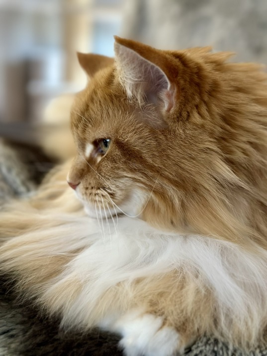 orng cat side.jpg