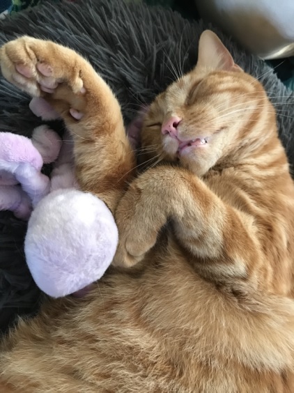 orng cat sleep.jpg