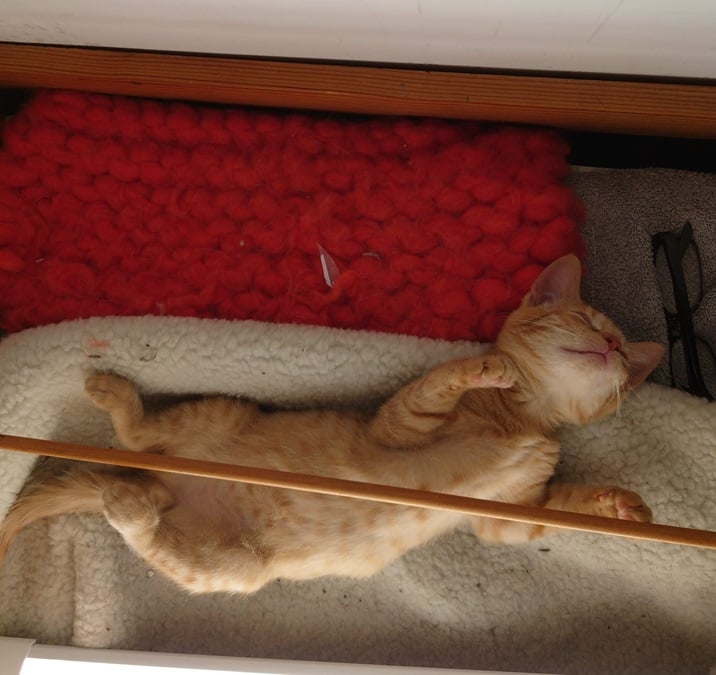 orng cat stretch.jpg