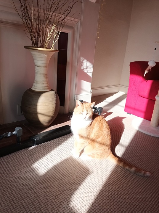 orng cat sun.jpg