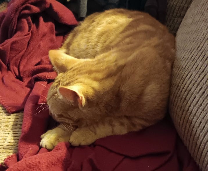orng cat sun.jpg