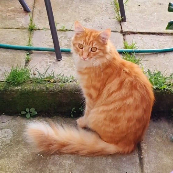 orng cat tail.jpg
