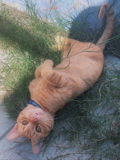 orng cat ud.jpg