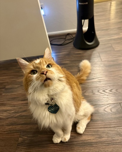 orng cat up.jpg