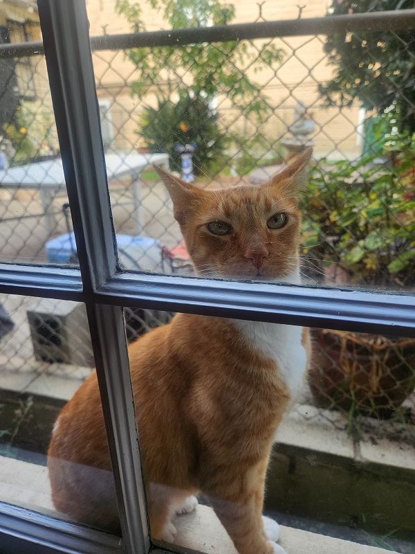 orng cat window.jpg