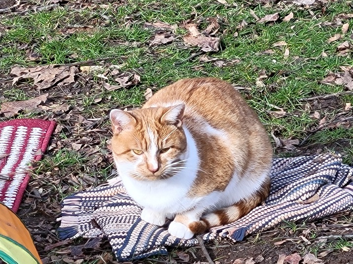 orng cat yard.jpg