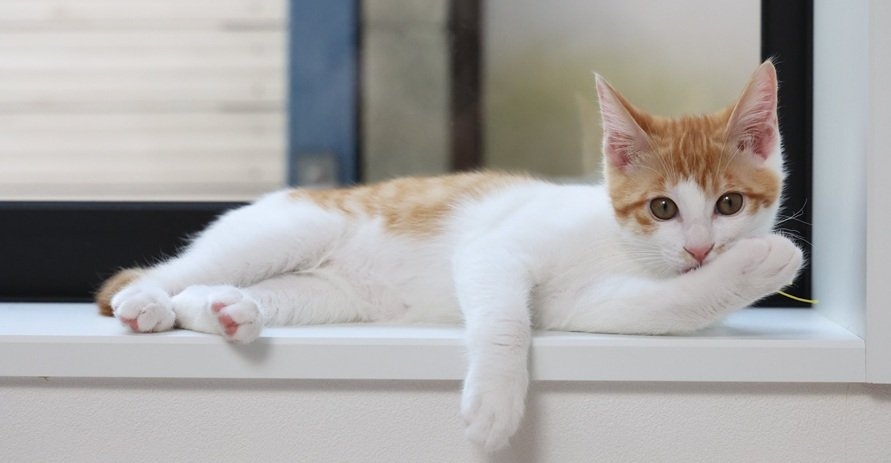 orng wht cat.jpg