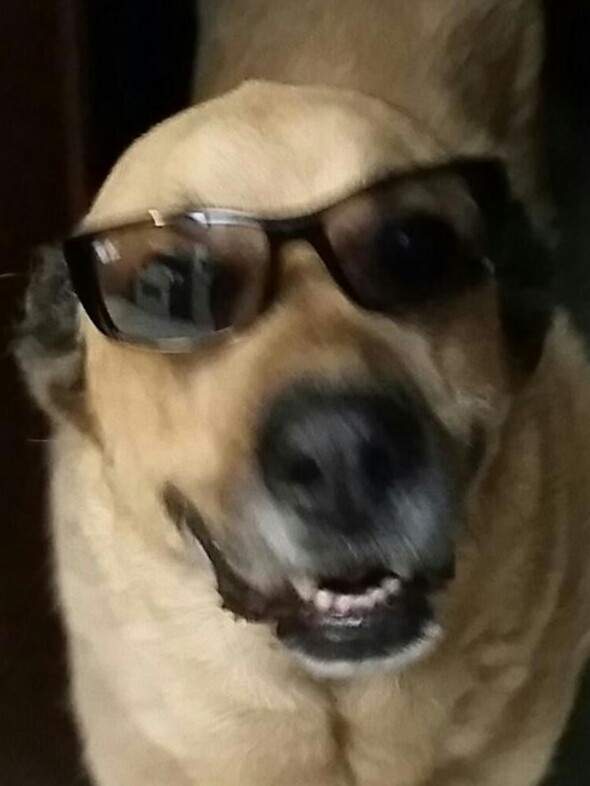 oso glasses.jpg