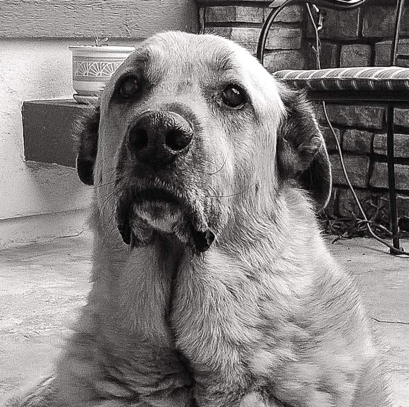 oso regal.JPG