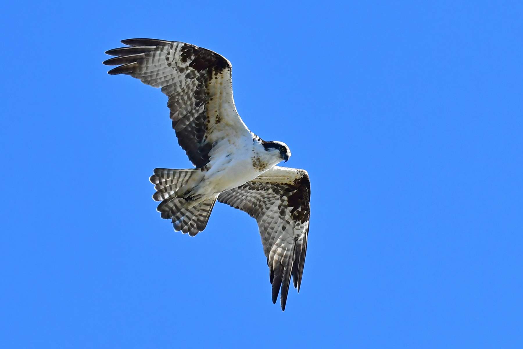 Osprey-39-18.jpg