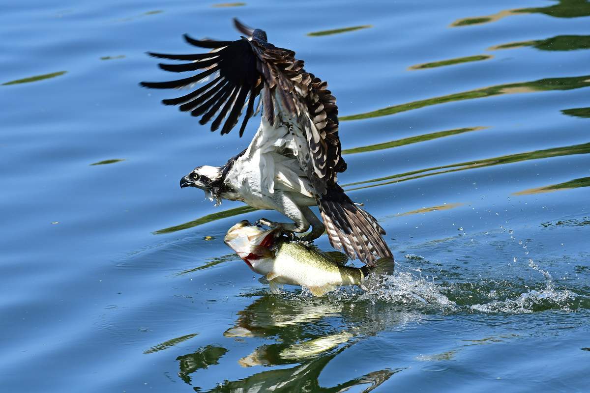 Osprey-Santee-12-12.jpg