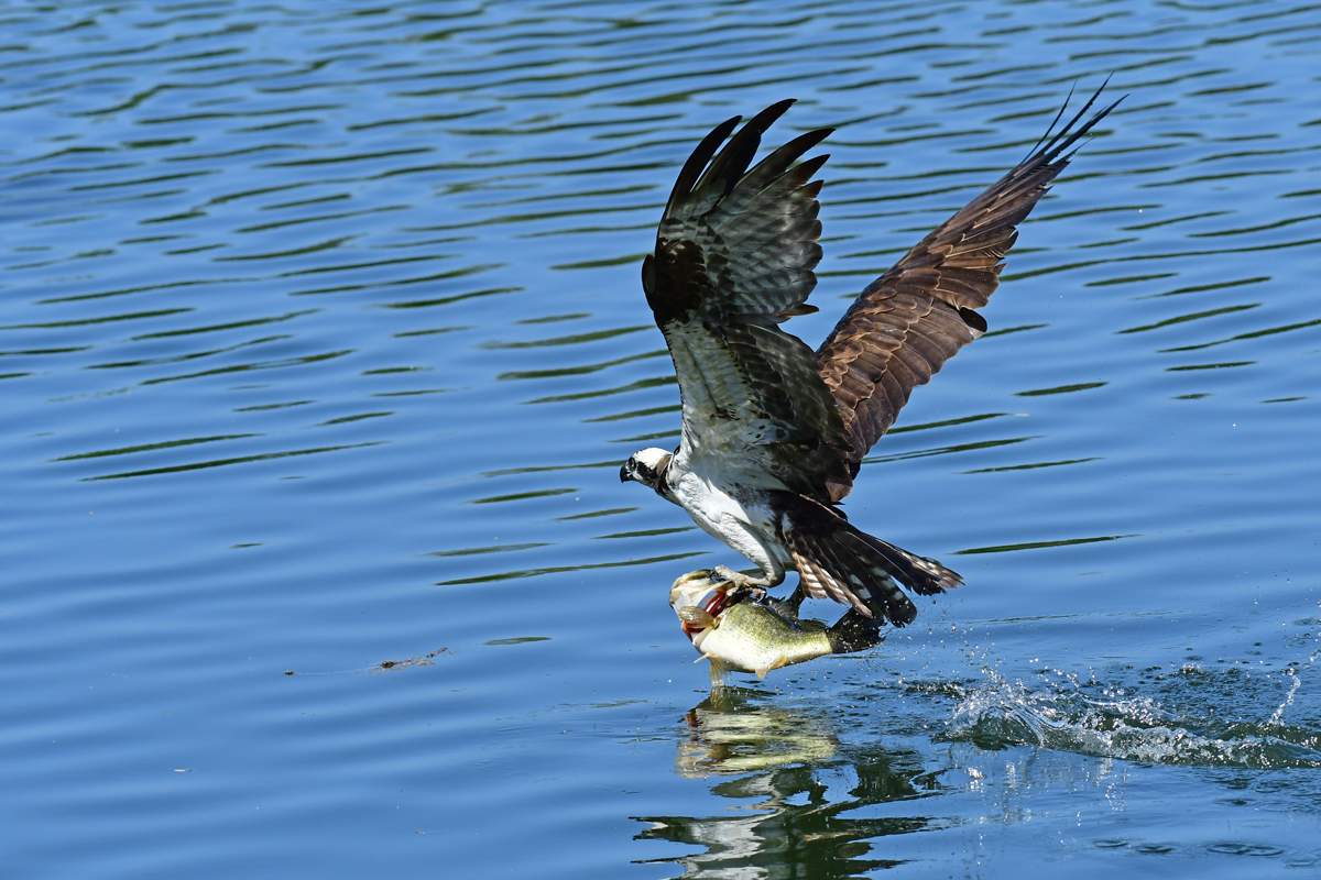 Osprey-Santee-14-12.jpg