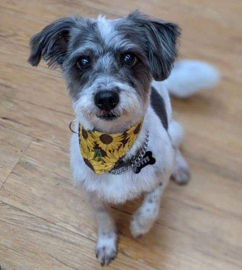 otis (2).jpg