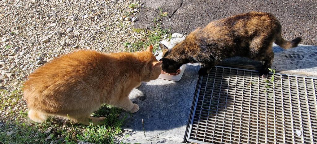 outside cats.jpg