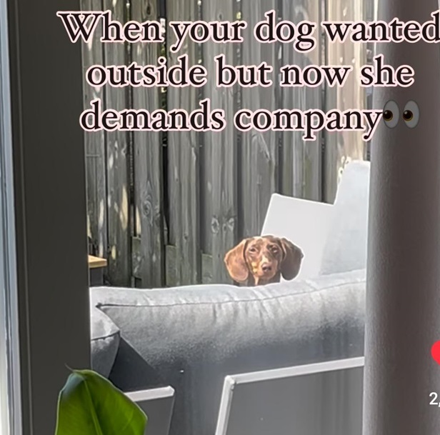 outside dog.jpg
