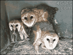 Owl-chugs-rat.gif