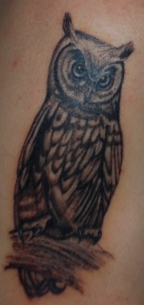 Owl.jpg