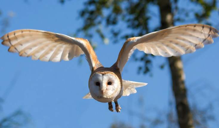 owl.jpg