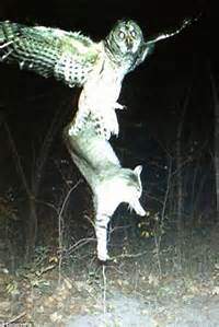 owl.jpg