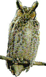 owlcl.gif
