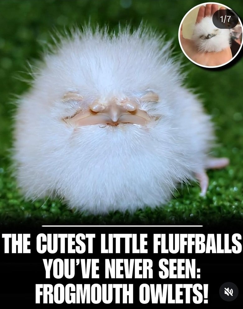 owlets 1.jpg