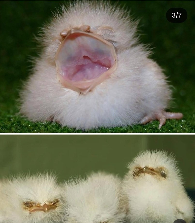 owlets 2.jpg
