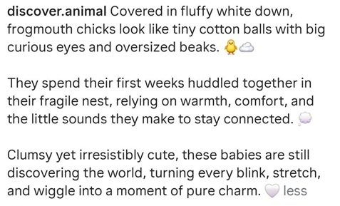 owlets 3.jpg