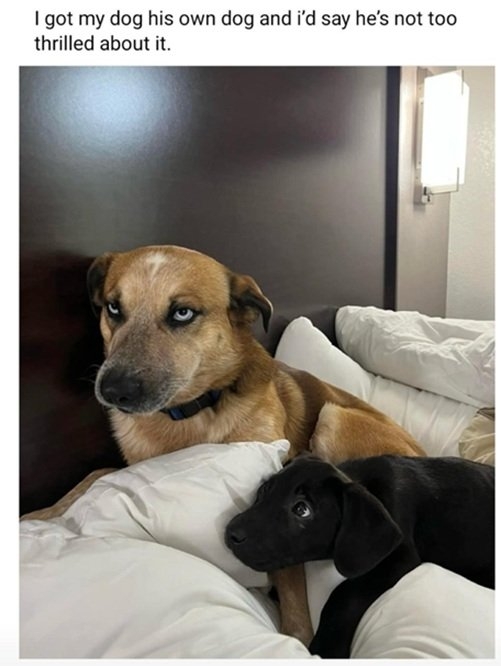own dog.jpg