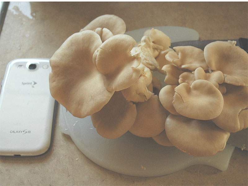 Oysters_2014first.jpg