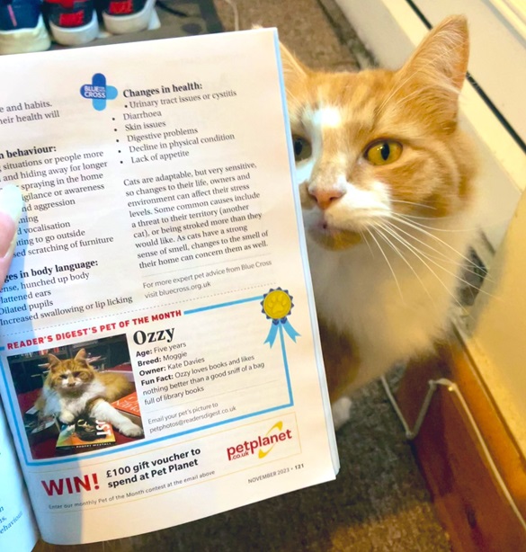 ozzy cat.jpg