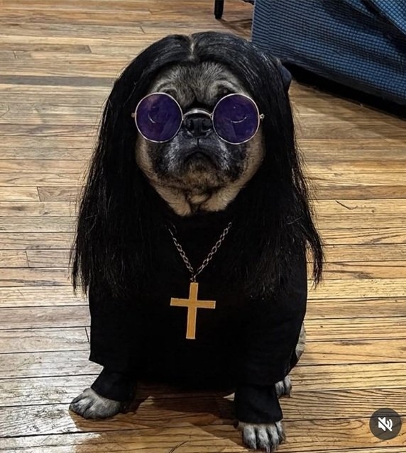 ozzy dog.jpg