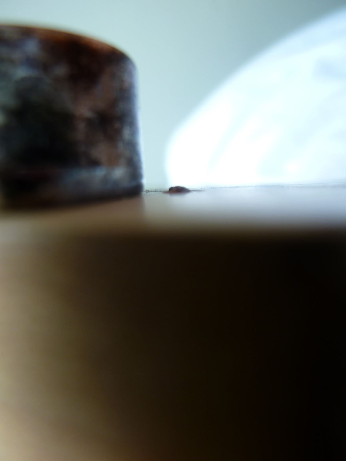 P1000213.jpg