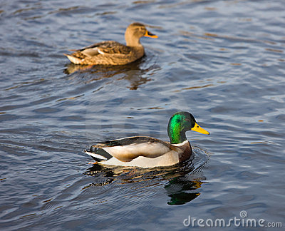 pair-ducks-7054511.jpg