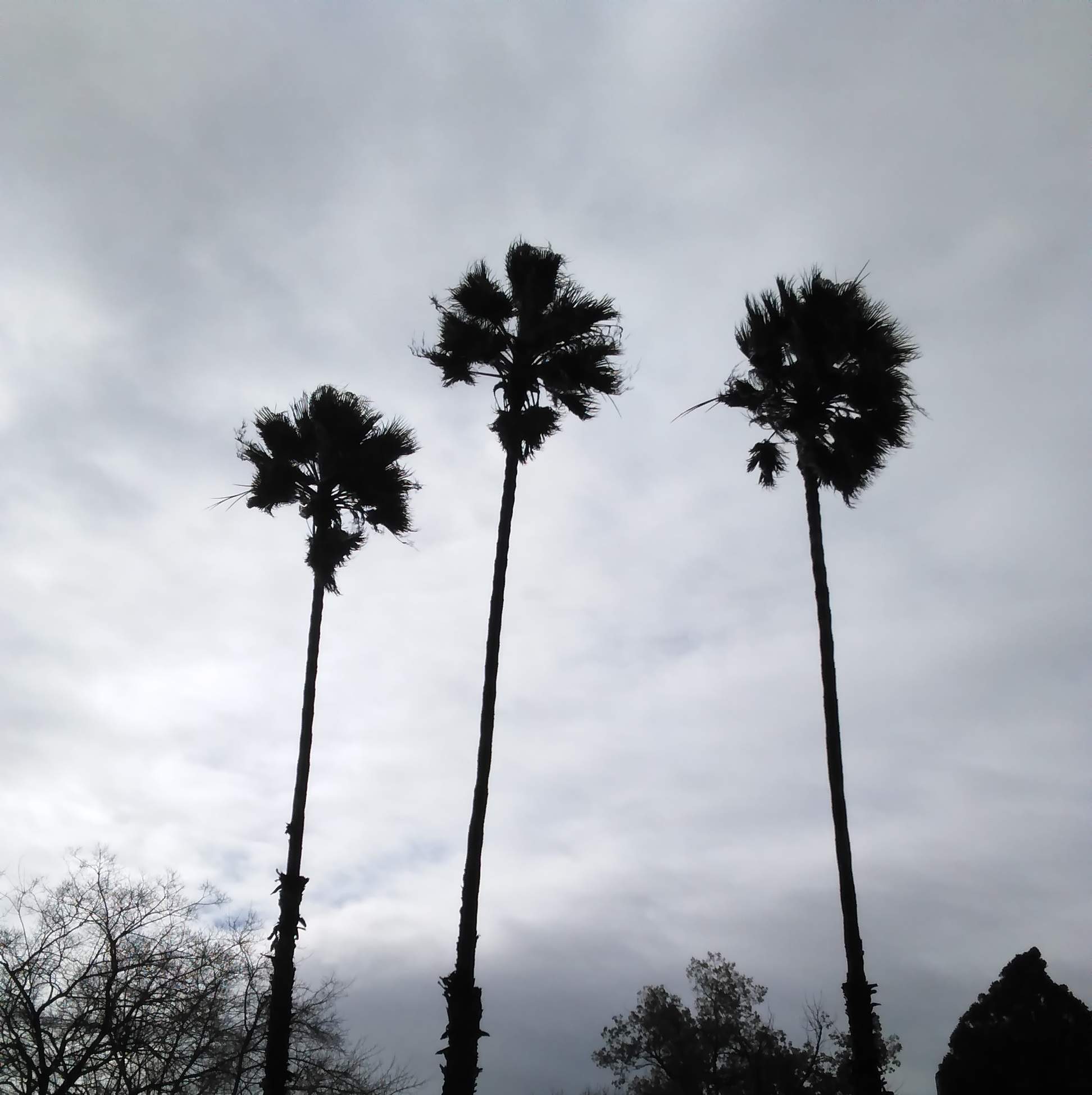 Palm Trees 2 - 2-27-2019.jpg