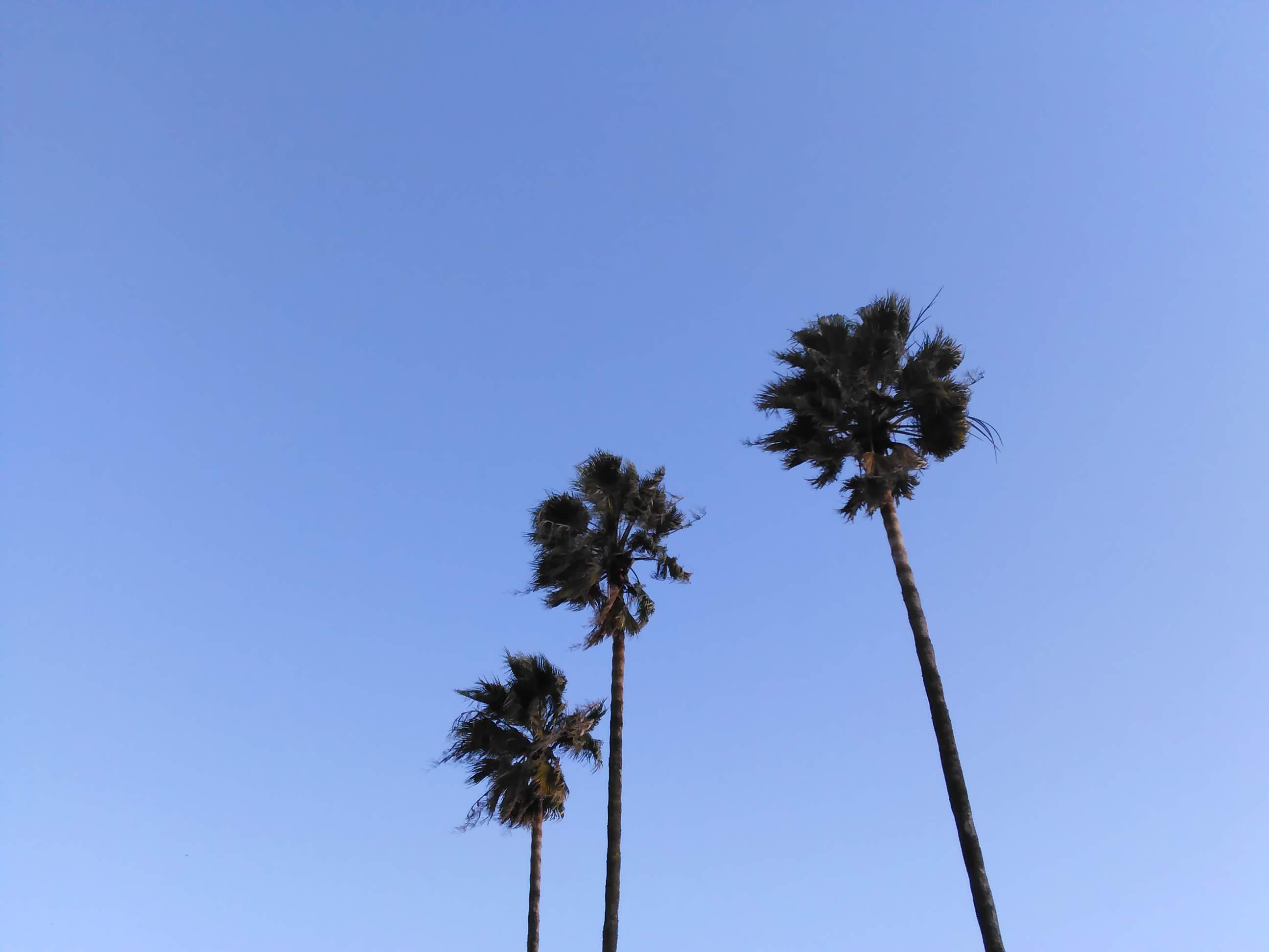 Palm trees - 3-1-2018.jpg